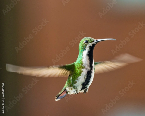 Fototapeta hummingbird in flight