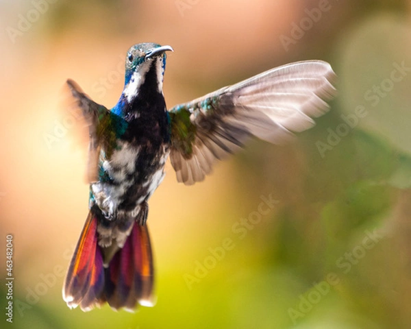Fototapeta hummingbird in flight