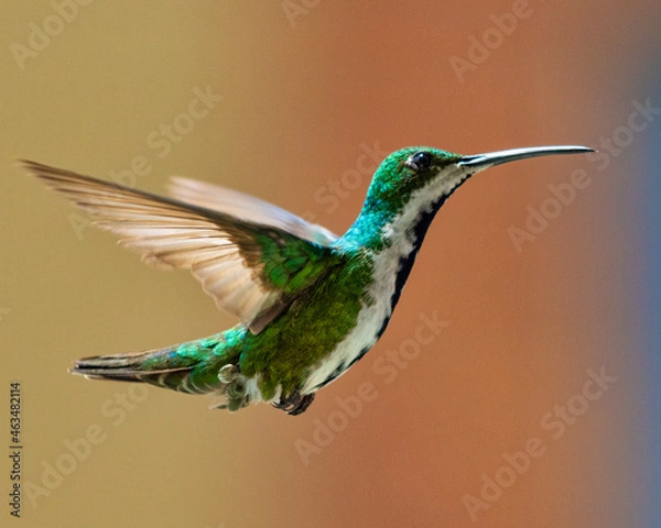 Fototapeta hummingbird in flight