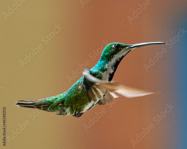 Fototapeta hummingbird in flight
