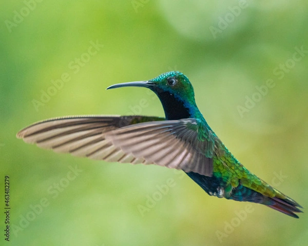 Fototapeta hummingbird in flight