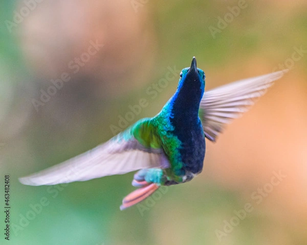 Fototapeta hummingbird in flight