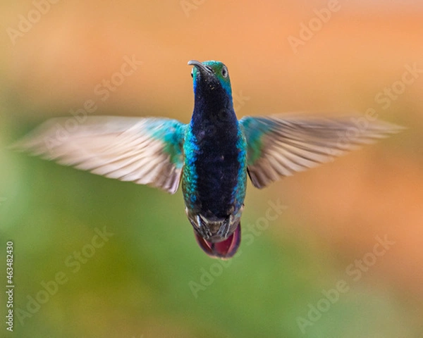 Fototapeta hummingbird in flight