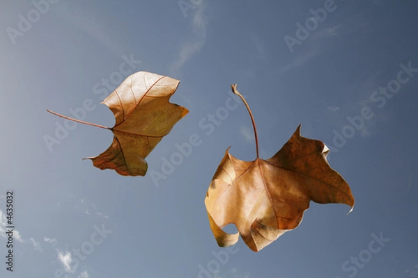 Obraz Herbstblätter