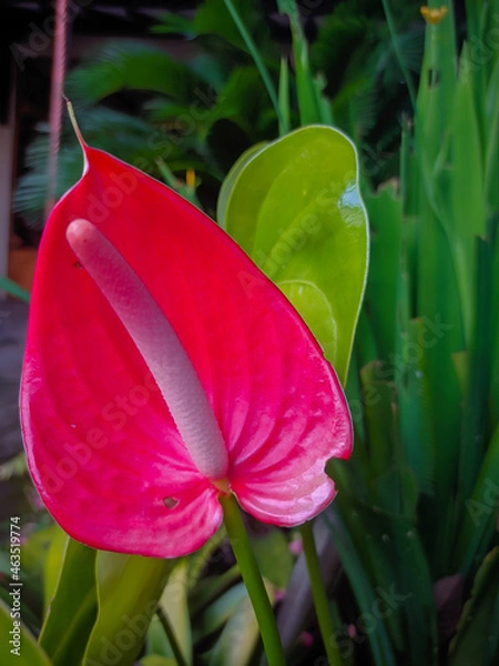 Obraz tulip in the garden