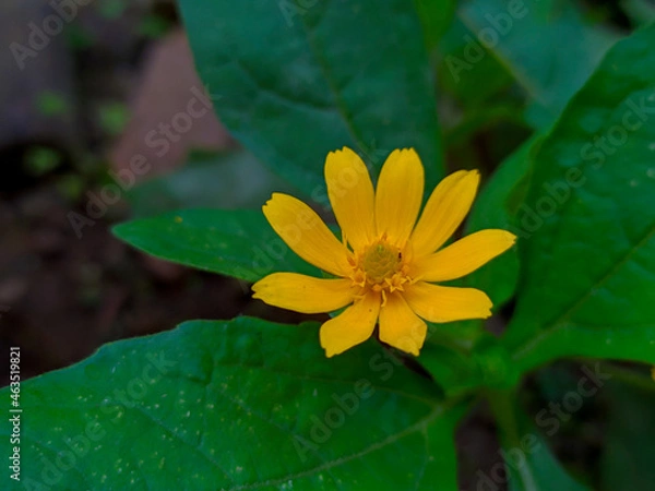 Obraz yellow flower with garden