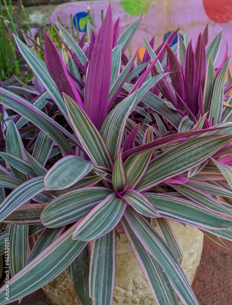 Obraz cactus in the garden