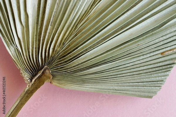 Obraz Dry palm leaf texture green color close up on  background top view. Minimal Plant backdrop.Poster