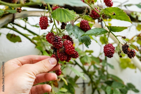 Fototapeta one hand pick blackberries in your own garden. sessionales fruits and vegetables grow in the garden. red and dark berries. 