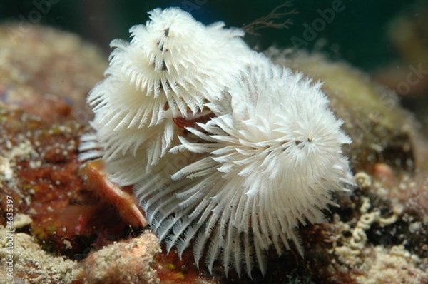 Obraz Christmas Tree Worm, Spirobranchus giganteus