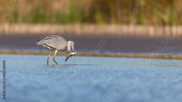 Obraz Gray Heron in autumn in Europe.