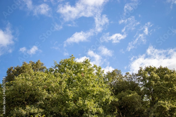 Fototapeta Blue bright sky of Sardinia with white clouds and trees