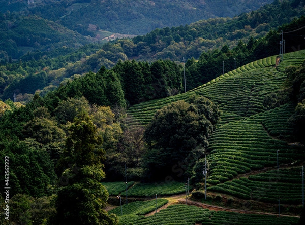 Obraz 和束町の急斜面に広がる白栖・撰原の茶畑
