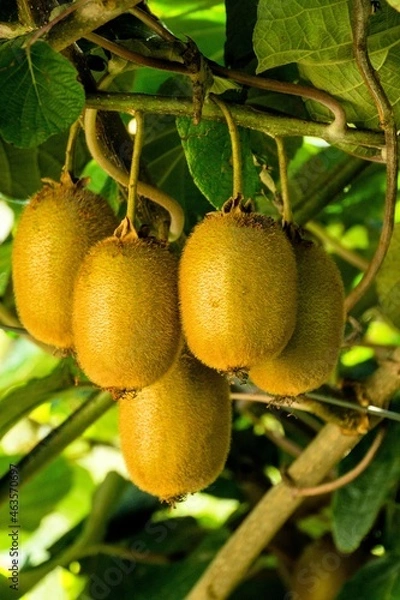 Obraz Kiwis am Strauch in Südtirol