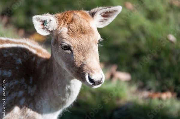 Fototapeta Portrait eines Hirschkalbs