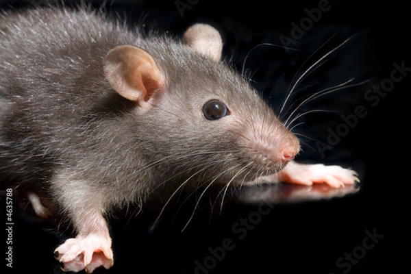 Fototapeta the small grey rat on black background