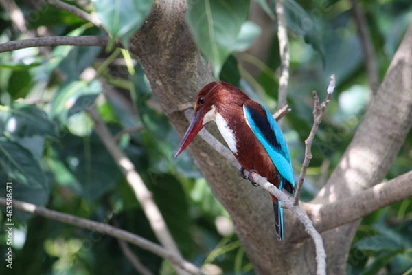 Fototapeta kingfisher on a branch