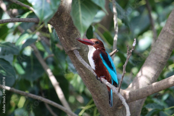 Fototapeta kingfisher on branch