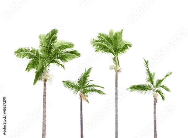 Obraz Plam trees on white