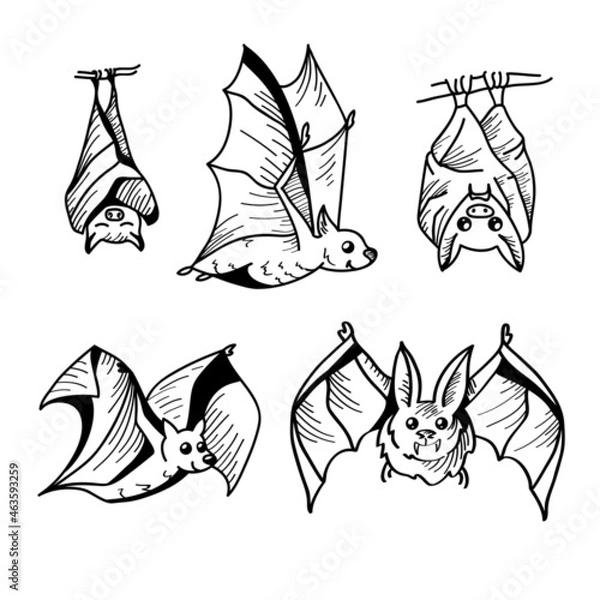 Obraz Bat line illustration in sketch style on white background. Vector illustration design template.