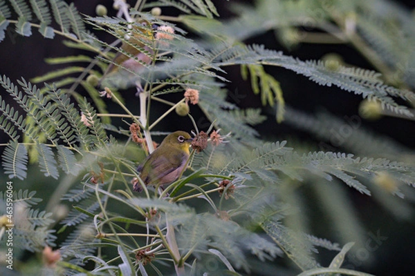 Obraz 小笠原のメジロ