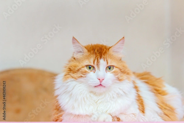 Obraz Red-haired cat looks into frame