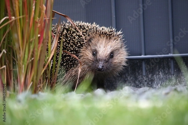 Fototapeta Tagaktiver Igel im Garten