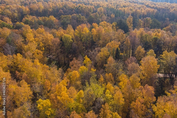 Fototapeta Golden autumn, Treetops from a bird's eye view at sunset, the drone rises above the trees, golden tree crowns, a path in the forest