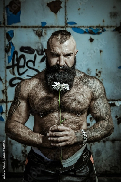 Fototapeta A brutal man with a beard naked torso holds daisies in his hands
