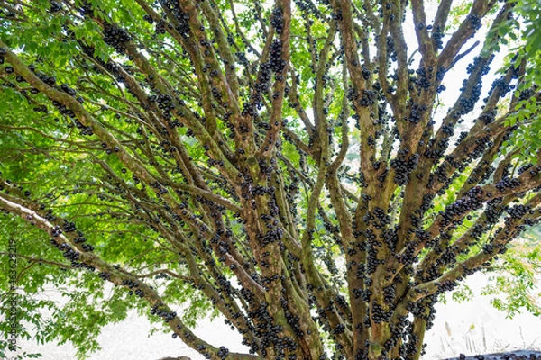 Obraz Pé de Jaboticaba Carregado
