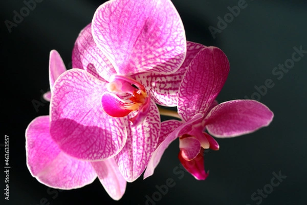 Fototapeta Blooming orchid on a dark background. Selective focus.