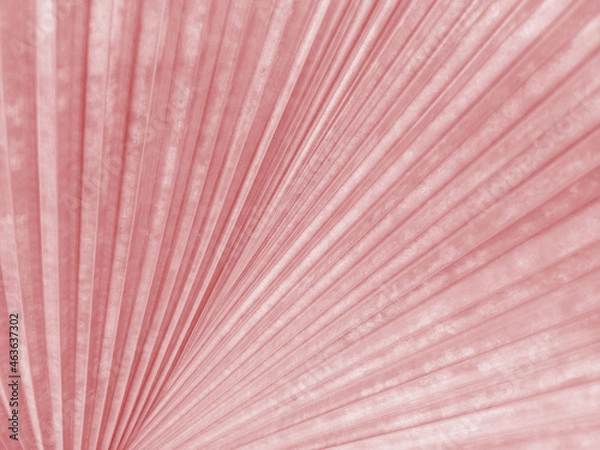 Fototapeta Closeup,Abstract blurred pastel magenta color of palm leaf texture background for design, striped plants, sweet nature