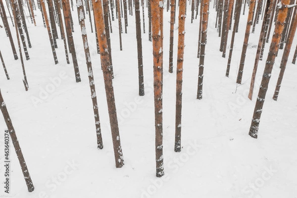 Fototapeta Winter pine forest
