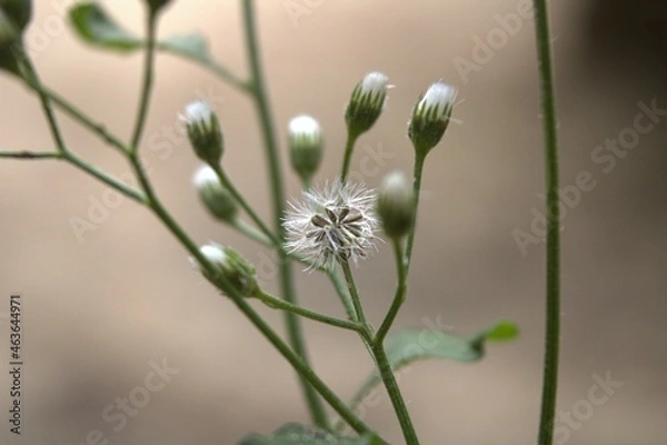 Obraz dandelion head