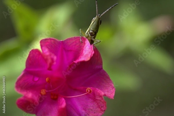 Obraz grasshopper on flower