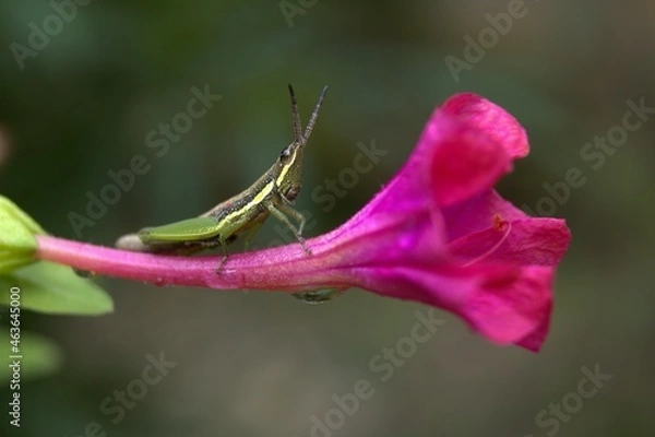 Obraz grasshopper on flower