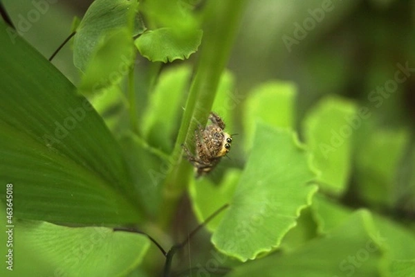 Obraz spider on leaf
