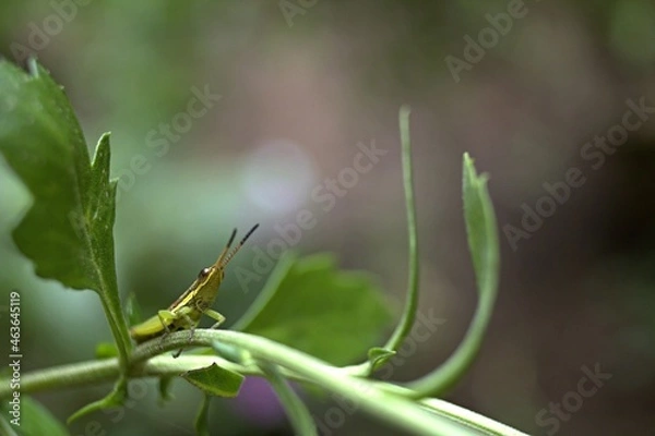 Obraz grasshopper on a leaf