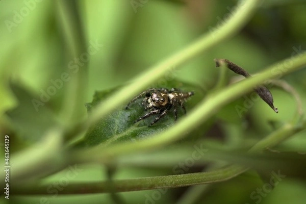 Obraz spider on a green leaf