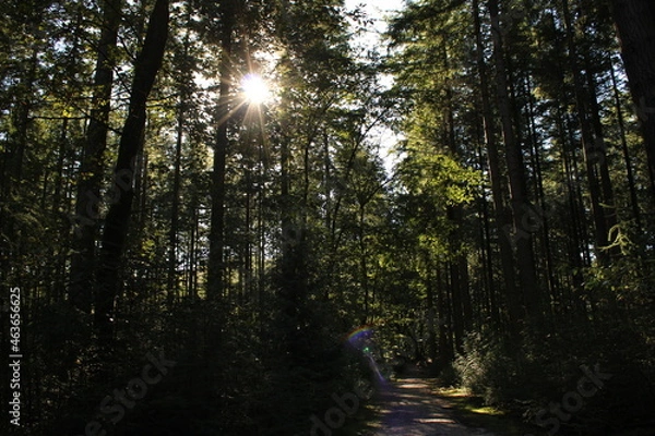 Fototapeta walk in the woods