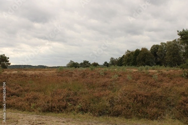 Fototapeta trees in the field