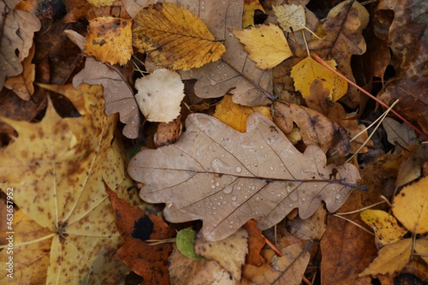 Fototapeta Background of multicolored fallen autumn leaves