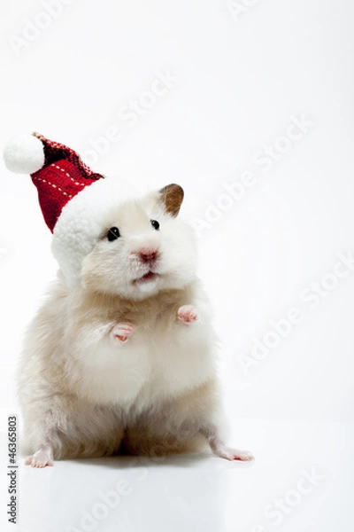 Fototapeta Dwarf hamster with christmas red hat on white background