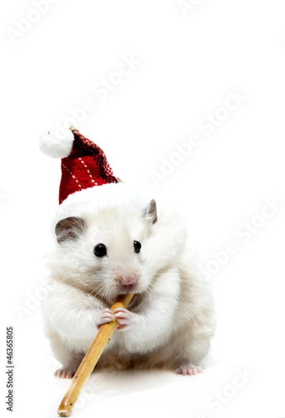 Fototapeta Dwarf hamster with christmas red hat on white background