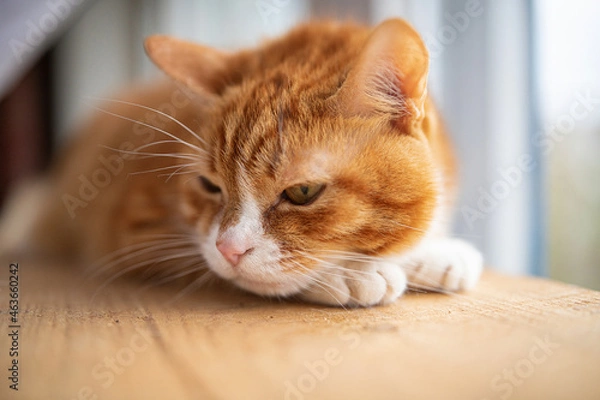 Obraz Portrait of a beautiful elderly domestic red cat on a wooden windowsill.