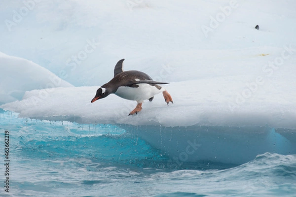 Obraz Gentoo Penguins jumping to the water from ice