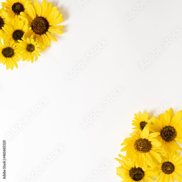 Obraz Beautiful yellow sunflowers on white background. Late summer, autumn concept. Minimal flower composition with copy space.