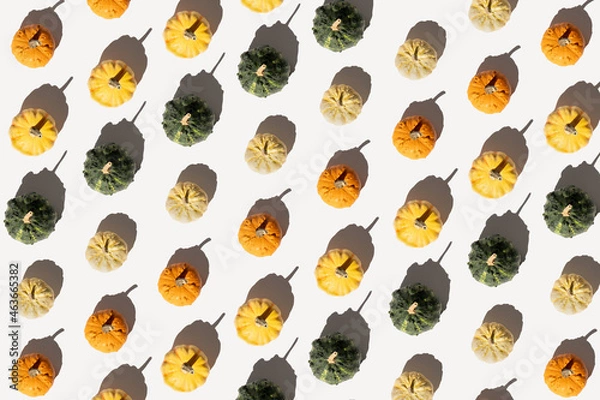 Obraz Pumpkins pattern background flat lay. Autumn concept with colorful pumpkins on white background.