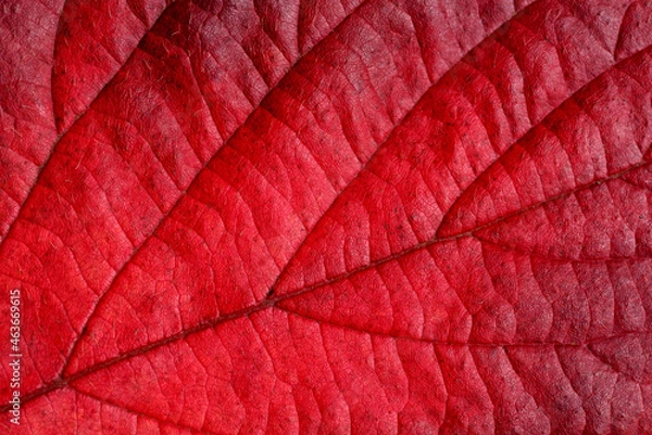 Fototapeta Red autumn leaf.