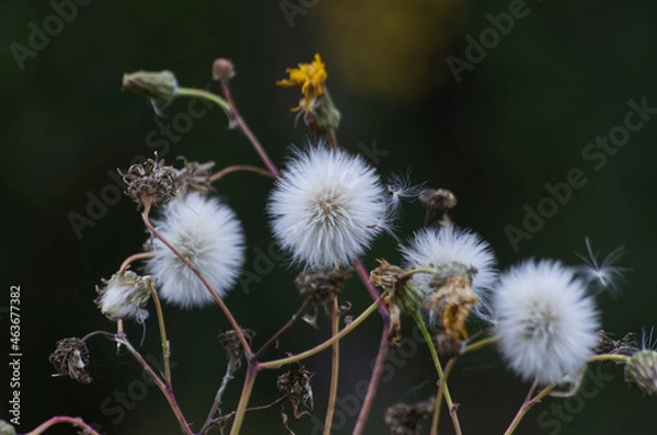 Fototapeta Seeds of a Canola Plant